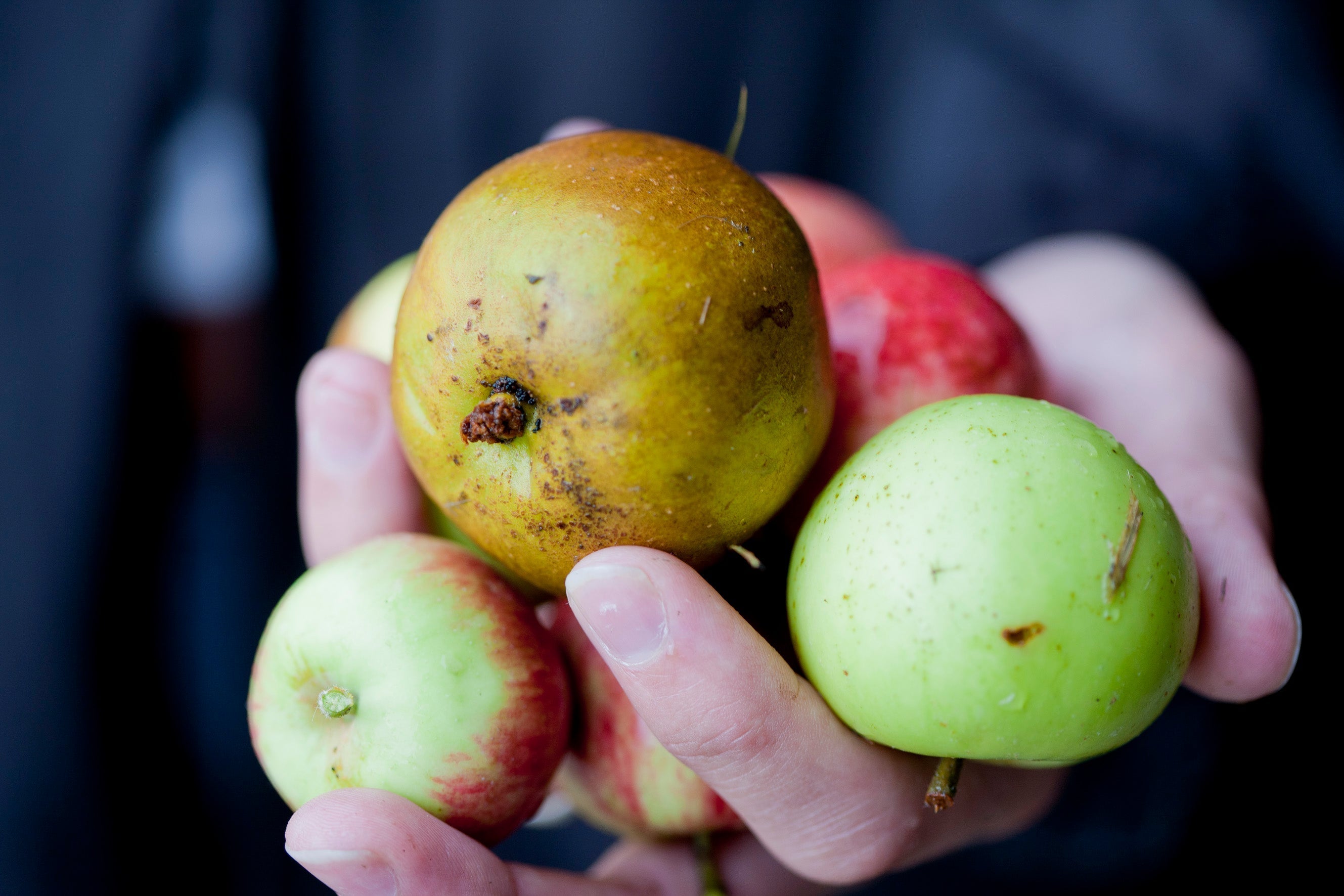 The Calvados Guide: From Orchard to Glass - Spirits of France